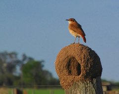 Rufous Hornero photo 5