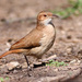 Rufous Hornero - Photo (c) Ron Knight, some rights reserved (CC BY)