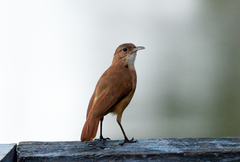 Rufous Hornero photo 4