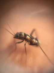 Lygaeoidea