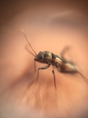 Lygaeoidea