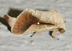 Bombycopsis