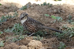 Pterorhinus lanceolatus