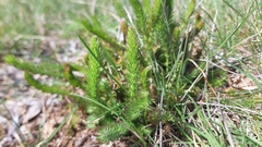Carum verticillatum