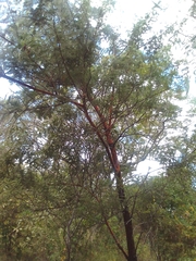 Vachellia rehmanniana