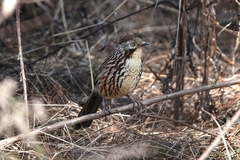 Pterorhinus lanceolatus