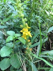 Alectra orobanchoides