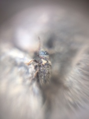 Heteroptera