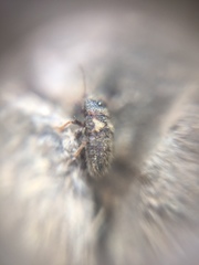 Heteroptera
