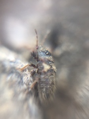 Heteroptera