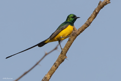 Pygmy Sunbird photo 2
