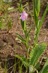 Gladiolus parvulus