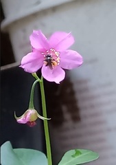 Frieseomelitta paupera