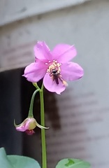 Frieseomelitta paupera