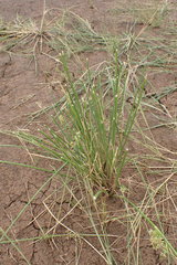 Schoenoplectus muricinux