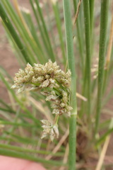 Schoenoplectus muricinux