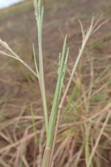 Panicum impeditum