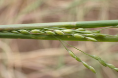 Panicum impeditum