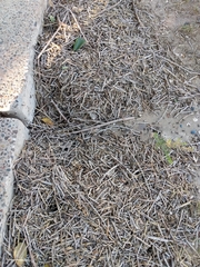 Acromyrmex lobicornis