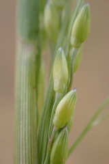 Panicum impeditum