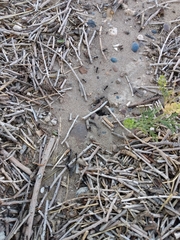 Acromyrmex lobicornis