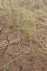 Eragrostis homomalla