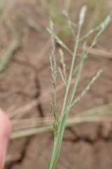 Eragrostis homomalla