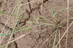 Eragrostis homomalla