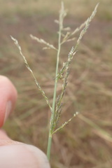 Eragrostis homomalla
