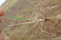 Eragrostis homomalla