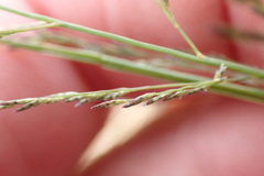 Eragrostis homomalla