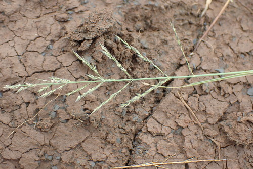 Eragrostis homomalla