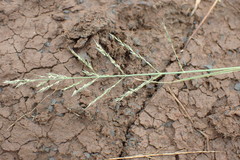 Eragrostis homomalla