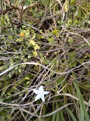 Jacquemontia reclinata