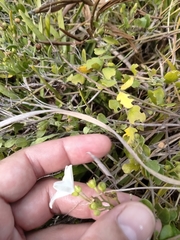 Jacquemontia reclinata