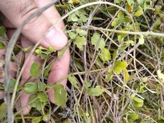 Jacquemontia reclinata