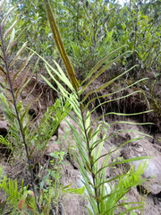 Pityrogramma trifoliata