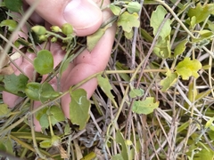 Jacquemontia reclinata