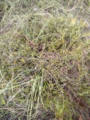 Jacquemontia reclinata