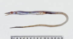 Saurenchelys finitima