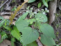 Fleischmannia petiolata