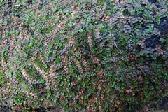 Epilobium komarovianum