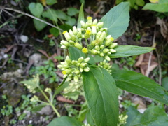 Schistocarpha eupatorioides