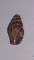 Pusia ebenus