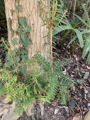 Torreya nucifera