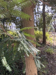 Torreya nucifera