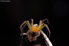 Oxyopes