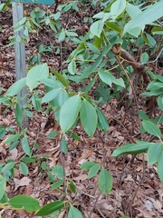 Rhododendron carolinianum