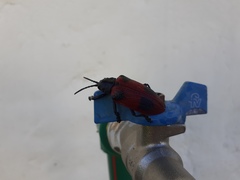 Coraliomela quadrimaculata
