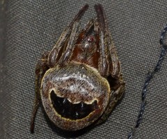 Ocrepeira covillei